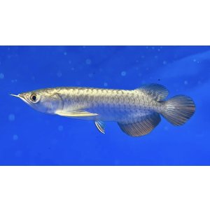 画像: 過背金龍ブキメラブルーベース FOREVER ArowanaAquaculture(6)