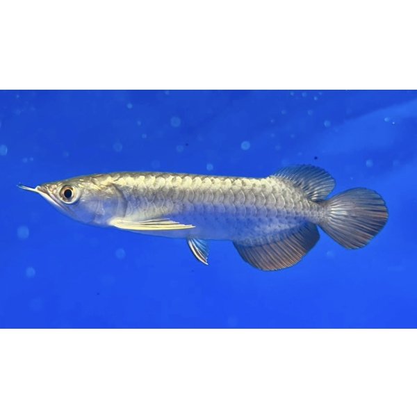 画像1: 過背金龍ブキメラブルーベース　FOREVER ArowanaAquaculture（6） (1)