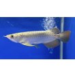 画像1: 過背金龍ブキメラブルーベース　FOREVER ArowanaAquaculture（5） (1)
