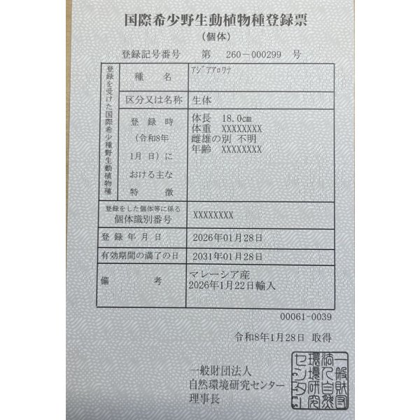 画像6: 過背金龍ブキメラブルーベース　FOREVER ArowanaAquaculture（2） (6)