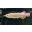 画像1: 過背金龍　FOREVER ArowanaAquaculture(6) (1)