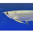画像3: 過背金龍ブキメラブルーベース　FOREVER ArowanaAquaculture（5） (3)