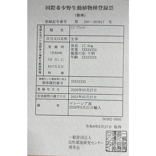 画像6: 紅龍　チリレッド　FOREVER ArowanaAquaculture（2） (6)