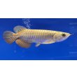 画像2: 過背金龍ブキメラブルーベース　FOREVER ArowanaAquaculture（2） (2)
