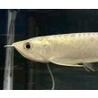 画像3: 過背金龍　FOREVER ArowanaAquaculture(5) (3)