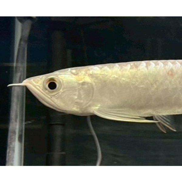 画像3: 過背金龍　FOREVER ArowanaAquaculture(5) (3)