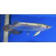 画像2: 過背金龍ブキメラブルーベース　FOREVER ArowanaAquaculture（6） (2)