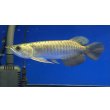 画像1: 過背金龍ブキメラブルーベース　FOREVER ArowanaAquaculture（2） (1)