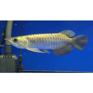 画像: 過背金龍ブキメラブルーベース FOREVER ArowanaAquaculture(2)