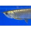 画像3: 過背金龍ブキメラブルーベース　FOREVER ArowanaAquaculture（1） (3)
