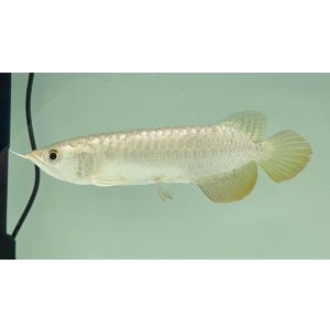 画像: 過背金龍 FOREVER ArowanaAquaculture(7)