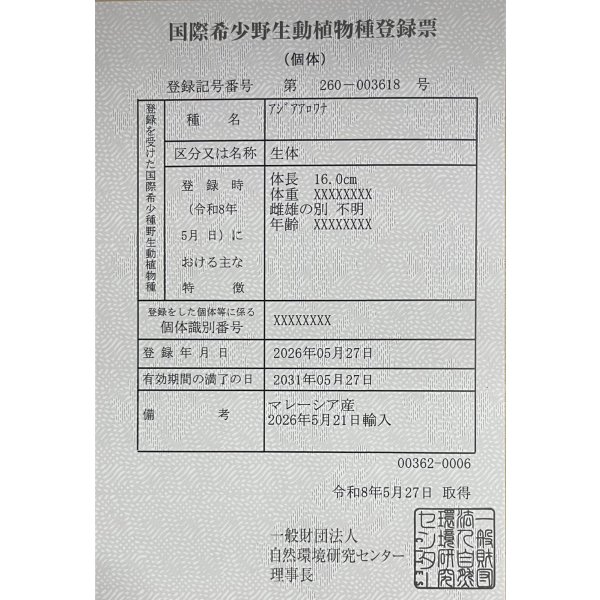 画像6: 紅龍　チリレッド　FOREVER ArowanaAquaculture（3） (6)