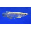画像2: 過背金龍ブキメラブルーベース　FOREVER ArowanaAquaculture（3） (2)