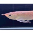画像3: 紅龍　チリレッド　FOREVER ArowanaAquaculture（1） (3)