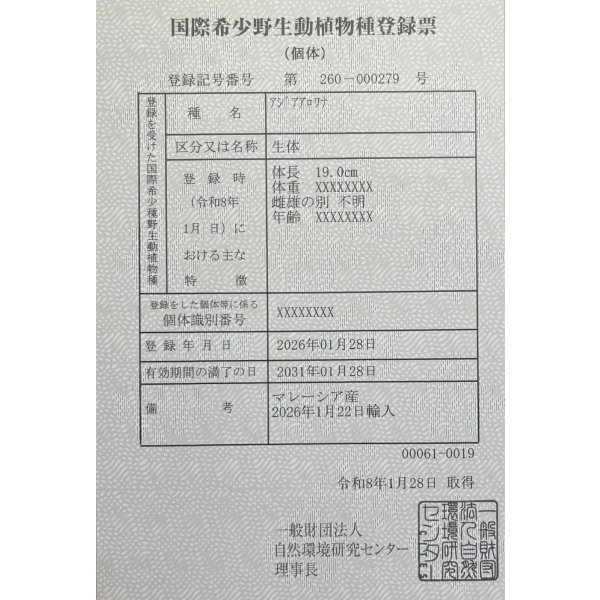 画像6: 過背金龍　FOREVER ArowanaAquaculture(1) (6)