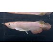 画像1: 紅龍　チリレッド　FOREVER ArowanaAquaculture（3） (1)