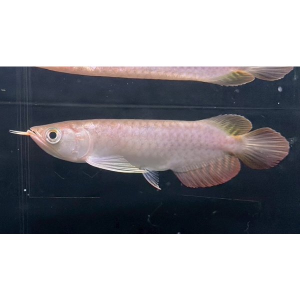 画像1: 紅龍　チリレッド　FOREVER ArowanaAquaculture（3） (1)