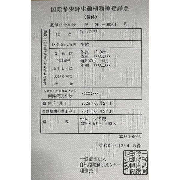 画像6: 紅龍　チリレッド　FOREVER ArowanaAquaculture（1） (6)