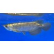 画像1: 過背金龍ブキメラブルーベース　FOREVER ArowanaAquaculture（1） (1)