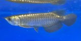 画像: 過背金龍ブキメラブルーベース　FOREVER ArowanaAquaculture（1）