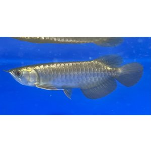 画像: 過背金龍ブキメラブルーベース FOREVER ArowanaAquaculture(1)