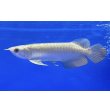 画像1: 過背金龍ブキメラブルーベース　FOREVER ArowanaAquaculture（3） (1)
