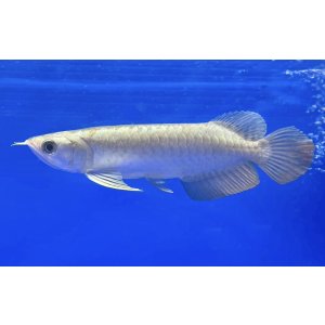 画像: 過背金龍ブキメラブルーベース FOREVER ArowanaAquaculture(3)