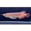 画像1: 紅龍　チリレッド　FOREVER ArowanaAquaculture（1） (1)