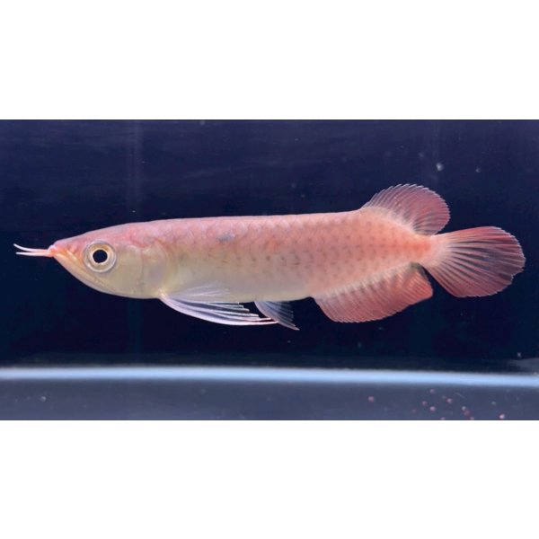 画像1: 紅龍　チリレッド　FOREVER ArowanaAquaculture（1） (1)