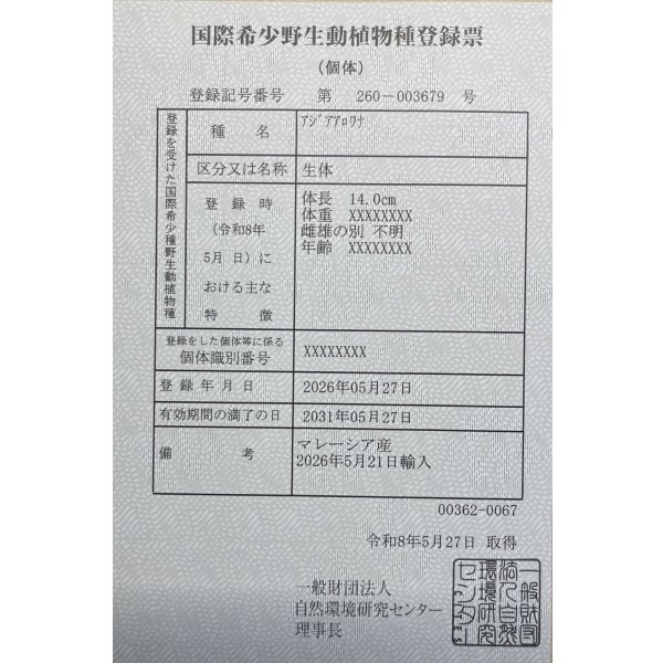 画像6: 過背金龍　FOREVER ArowanaAquaculture(6) (6)