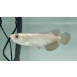 画像1: 過背金龍　FOREVER ArowanaAquaculture(2) (1)