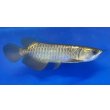 画像2: 過背金龍ブキメラブルーベース　FOREVER ArowanaAquaculture（1） (2)