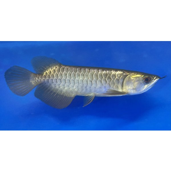 画像2: 過背金龍ブキメラブルーベース　FOREVER ArowanaAquaculture（1） (2)