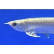 画像3: 過背金龍ブキメラブルーベース　FOREVER ArowanaAquaculture（3） (3)