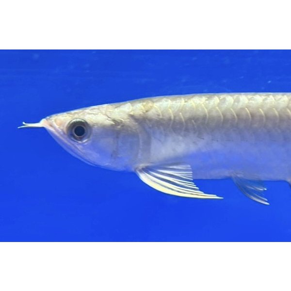 画像3: 過背金龍ブキメラブルーベース　FOREVER ArowanaAquaculture（3） (3)