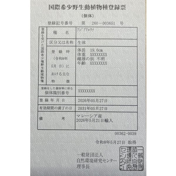 画像6: 過背金龍ブキメラブルーベース　FOREVER ArowanaAquaculture（3） (6)
