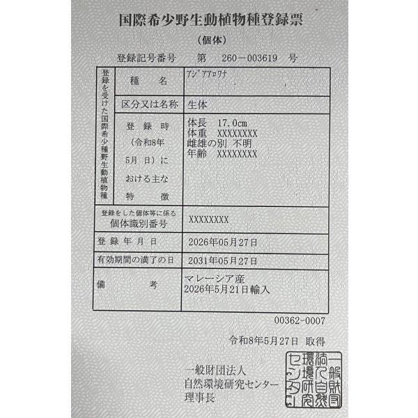 画像6: 紅龍　チリレッド　FOREVER ArowanaAquaculture（5） (6)
