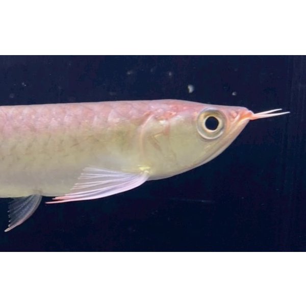 画像4: 紅龍　チリレッド　FOREVER ArowanaAquaculture（1） (4)
