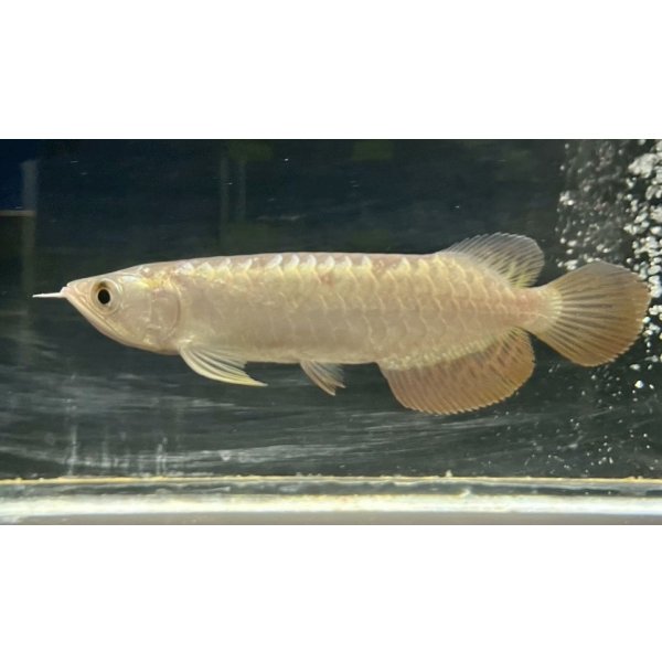 画像1: 過背金龍　FOREVER ArowanaAquaculture(5) (1)