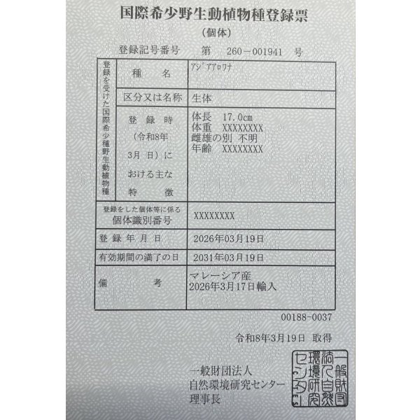 画像6: 過背金龍　FOREVER ArowanaAquaculture(3) (6)