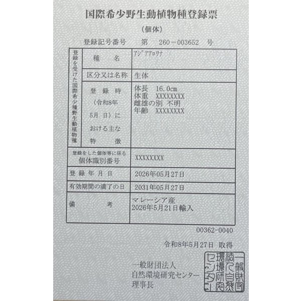 画像6: 過背金龍ブキメラブルーベース　FOREVER ArowanaAquaculture（5） (6)