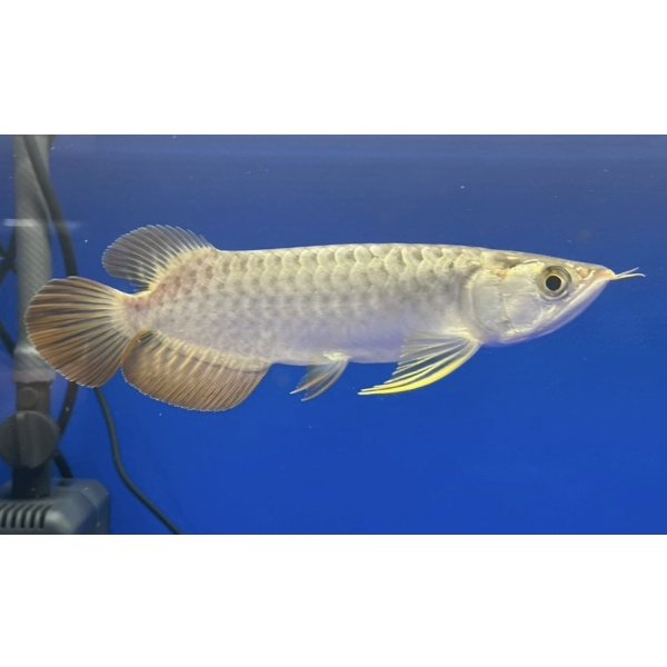 画像2: 過背金龍ブキメラブルーベース　FOREVER ArowanaAquaculture（5） (2)