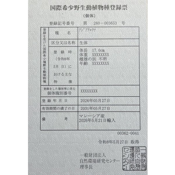 画像6: 過背金龍ブキメラブルーベース　FOREVER ArowanaAquaculture（6） (6)