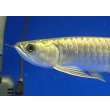 画像3: 過背金龍ブキメラブルーベース　FOREVER ArowanaAquaculture（2） (3)