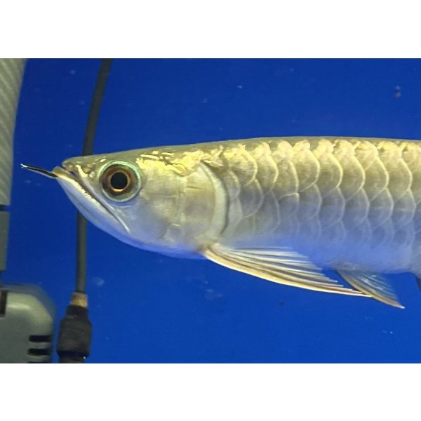 画像3: 過背金龍ブキメラブルーベース　FOREVER ArowanaAquaculture（2） (3)