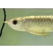 画像3: 過背金龍　FOREVER ArowanaAquaculture(1) (3)