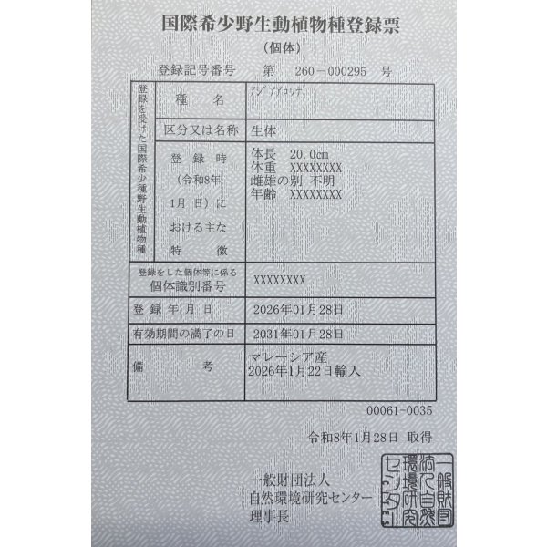 画像6: 過背金龍ブキメラブルーベース　FOREVER ArowanaAquaculture（1） (6)