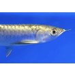 画像4: 過背金龍ブキメラブルーベース　FOREVER ArowanaAquaculture（6） (4)