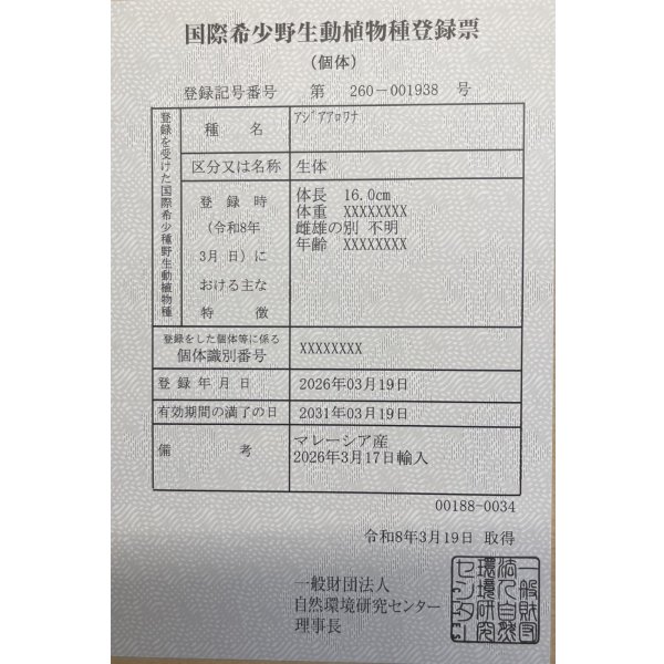 画像6: 過背金龍　FOREVER ArowanaAquaculture(2) (6)
