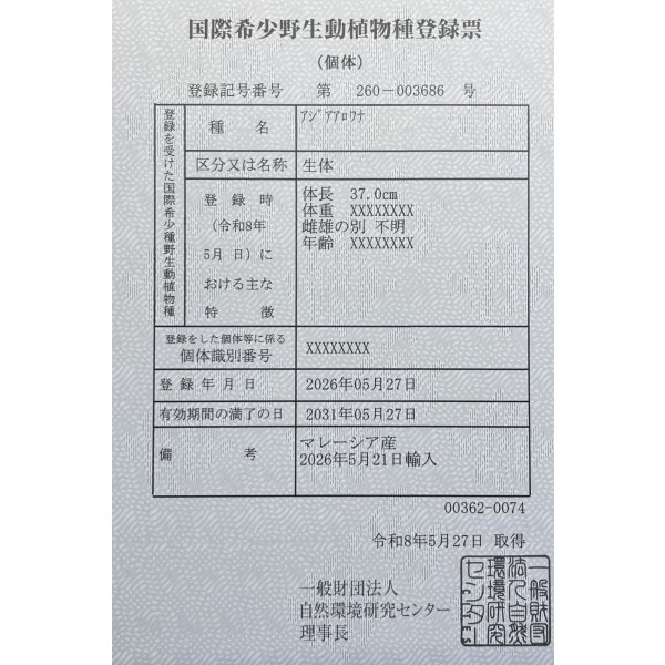画像6: 過背金龍レディアンスゴールド　FOREVER ArowanaAquaculture(1) (6)